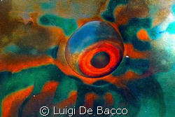 Left eye of parrotfish sleeping
Nikon D100 and 105 macro... by Luigi De Bacco 